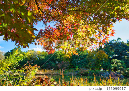 紅葉のある風景 133099917