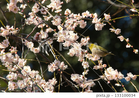 満開の梅の蜜を吸うメジロ 満開の梅の蜜を吸うメジロ 133100034
