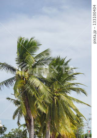 Coconut trees in Asia are useful and have hard fruits with sweet, fragrant water. Coconut trees in Asia are useful and have hard fruits with sweet, fragrant water. 133100404