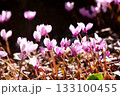 秋の森に咲くシクラメン 133100455