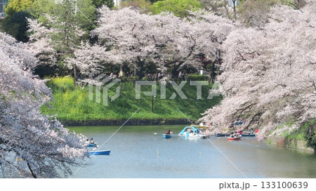 千鳥ヶ淵と桜 133100639
