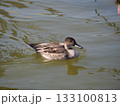 池を泳ぐ鴨 133100813