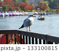 柵に止まる鴎 133100815