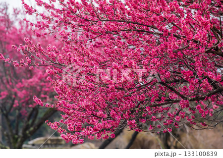 赤い梅の花 133100839