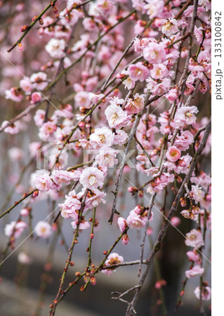 咲き誇るピンクの枝垂れ梅 133100842