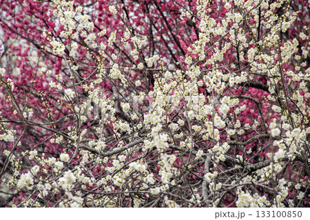 梅林　紅梅　白梅の花 133100850