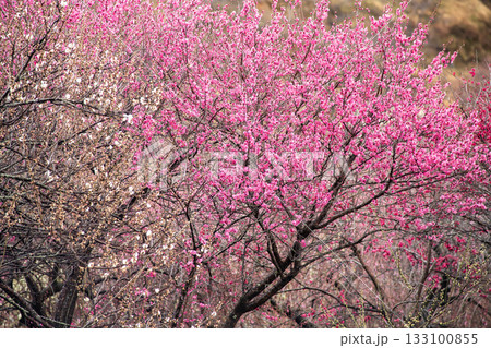 早春の里山に咲く紅梅 133100855