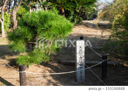 大阪府松原市 まつばらマルシェ 開催記録と裏側の風景 [松原市緑花協会50 周年記念 ウツクシマツ] 133100888
