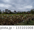 曇り空の不忍池 133101008