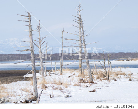 冬の野付半島のトドワラ 133101048