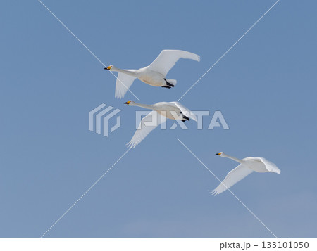北海道の知床の野付半島の青空を飛ぶオオハクチョウ 北海道の知床の野付半島の青空を飛ぶオオハクチョウ 133101050