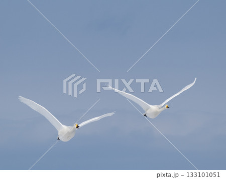 北海道の知床の野付半島の青空を飛ぶオオハクチョウ 133101051