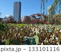 枯れた蓮と紅葉 133101116