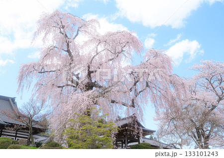 昌建寺の桜　春の風景 133101243