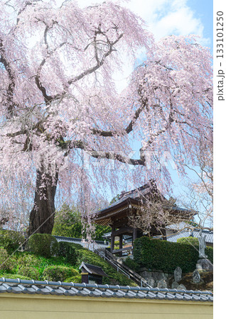 昌建寺の桜　春の風景 133101250