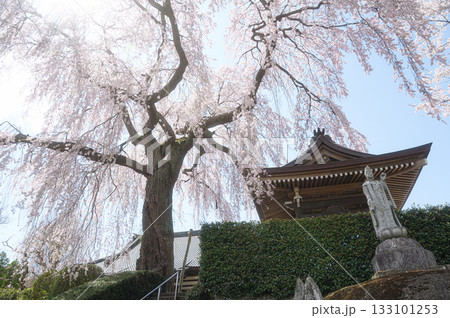 昌建寺の桜 春の風景 昌建寺の桜 春の風景 133101253