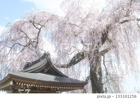 昌建寺の桜　春の風景 133101256