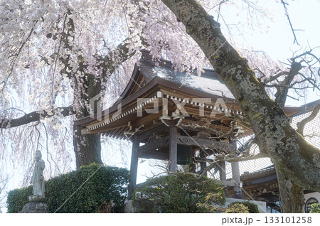 昌建寺の桜　春の風景 133101258
