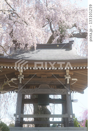 昌建寺の桜 春の風景 昌建寺の桜 春の風景 133101259