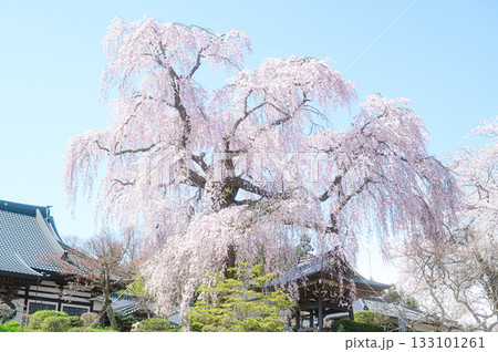 昌建寺の桜 春の風景 昌建寺の桜 春の風景 133101261