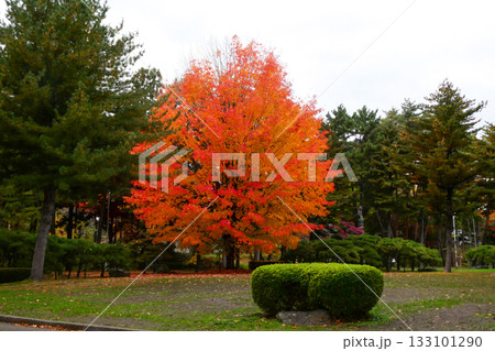岩手県岩手公園の盛岡市の姉妹都市カナダのビクトリア市の寄贈のメイプルツリーの紅葉 133101290