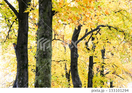 チューリップの花のようなチューリップの木はんてんによく似た葉っぱの黄葉が美しい岩手公園 133101294