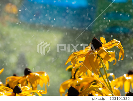 warm summer rain drops on yellow flowers 133101526
