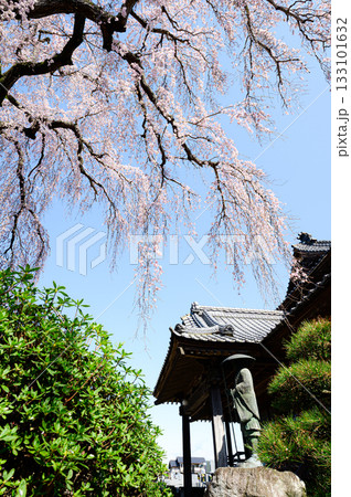 阿弥陀寺の桜 春の風景 阿弥陀寺の桜 春の風景 133101632