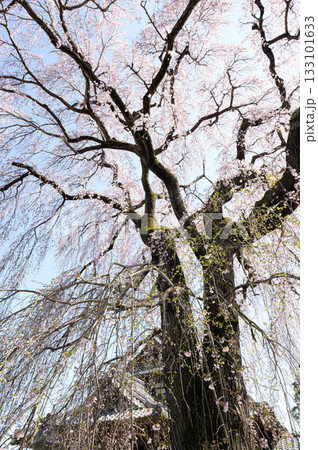 阿弥陀寺の桜　春の風景 133101633