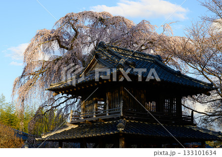 阿弥陀寺の桜 春の風景 阿弥陀寺の桜 春の風景 133101634