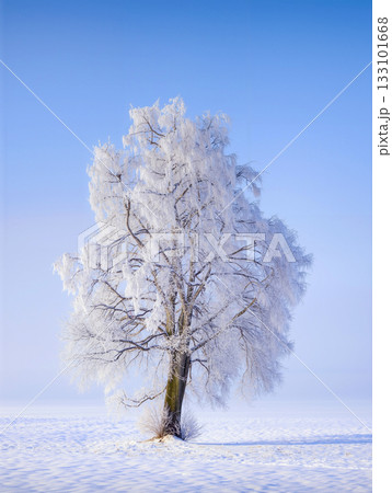 Frozen tree stands alone in a snow-covered field under a clear blue sky during winter Frozen tree stands alone in a snow-covered field under a clear blue sky during winter 133101668