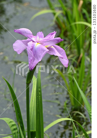 三夕の感・花菖蒲 133101680