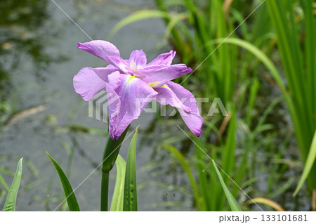 三夕の感・花菖蒲 133101681