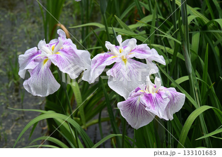 新児化粧・花菖蒲 133101683