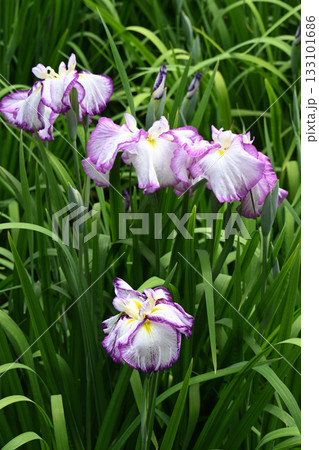 麗月・花菖蒲 133101686