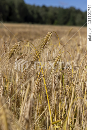 field with yellow ripe cereals in the summer, ready-to-harvest yellow cereals in a field in eastern Europe field with yellow ripe cereals in the summer, ready-to-harvest yellow cereals in a field in eastern Europe 133101744