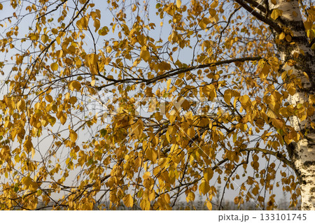 beautiful autumn birch foliage against a blue sky background in autumn weather, blue bright sky and bright beautiful orange or yellow birch foliage during autumn leaf fall 133101745