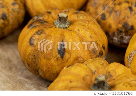 small yellow pumpkins with harmful dangerous mold, spoiled pumpkins that have begun to rot and become covered with mold small yellow pumpkins with harmful dangerous mold, spoiled pumpkins that have begun to rot and become covered with mold 133101760