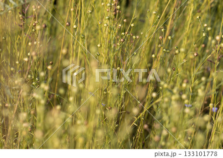 spherical boxes with flax seeds in a field before harvesting seeds and preparing flax sprouts for fiber production, a monoculture field with a flax crop for the manufacture 133101778