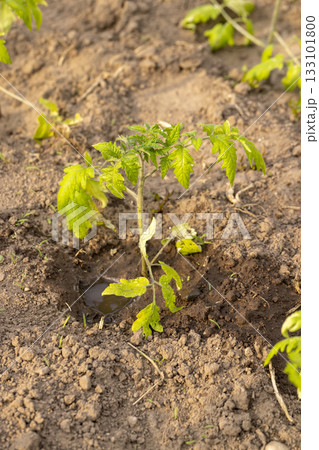 wet green tomatoes grown in a warm greenhouse in the summer, young tomatoes growing in a greenhouse in the summer in cold weather wet green tomatoes grown in a warm greenhouse in the summer, young tomatoes growing in a greenhouse in the summer in cold weather 133101800