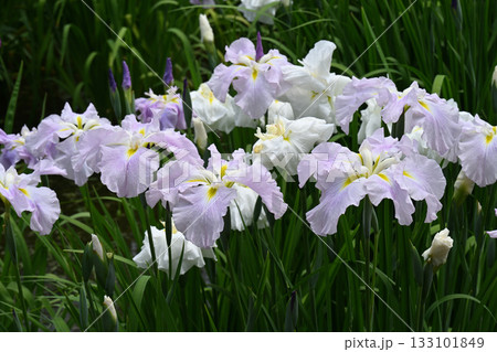 花菖蒲・水無月園 133101849