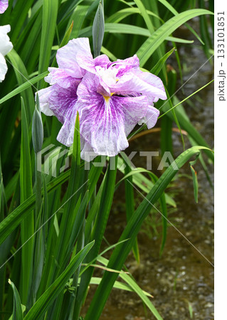花菖蒲・水無月園 133101851
