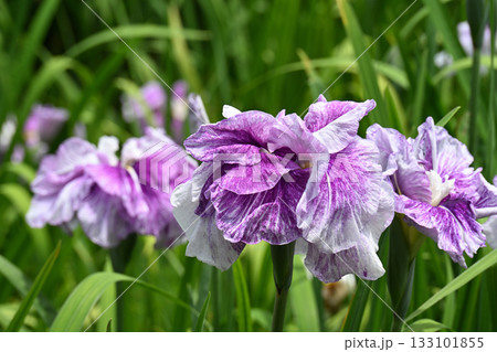 花菖蒲・水無月園 花菖蒲・水無月園 133101855