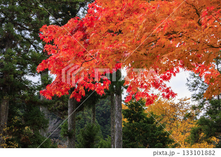 紅葉真っ盛りの高野山 133101882