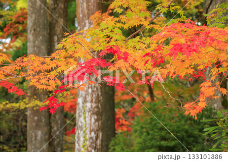 紅葉真っ盛りの高野山 133101886