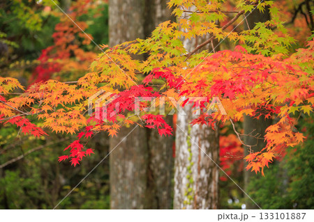 紅葉真っ盛りの高野山 紅葉真っ盛りの高野山 133101887