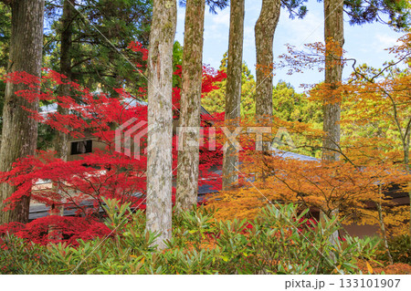 紅葉真っ盛りの高野山 133101907