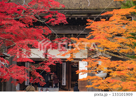 紅葉真っ盛りの高野山 紅葉真っ盛りの高野山 133101909
