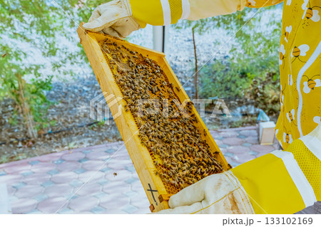 A beekeeper's gloved hands prepare to open a new package of bees to add to the hive. Bee hives, bees adding honey. A beekeeper's gloved hands prepare to open a new package of bees to add to the hive. Bee hives, bees adding honey. 133102169