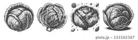 Vintage Hand-Drawn Cabbage Illustration, Leafy Vegetable Engraved Vector for Farm and T-Shirt Design 133102387